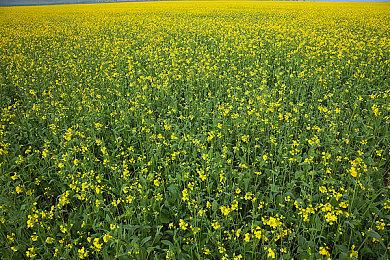 《赛博朋克2077》1.61更新 追加AMD FSR 2.1支持